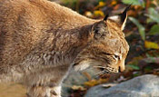 Lynx hunting